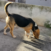 Beagle 100 euro