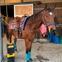 Cavalla angloarabaxquarter