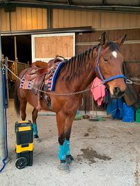 Cavalla angloarabaxquarter