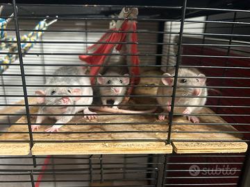 Ratti sitting