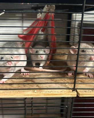 Ratti sitting