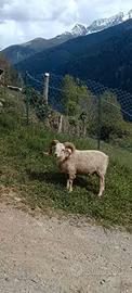Maschi pecora nana razza ouessant