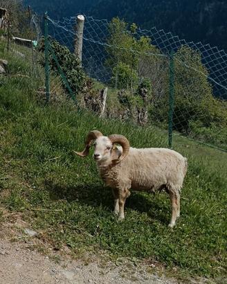 Maschi pecora nana razza ouessant
