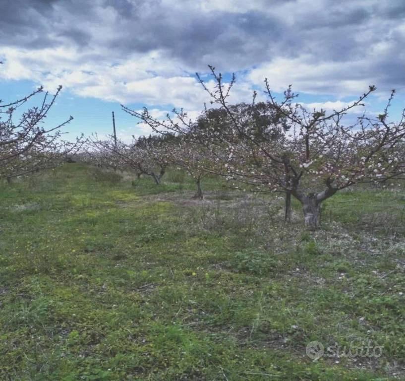 Immobile in asta di 35921 m² a Scanzano Jonico - Vista 3