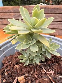 Piante