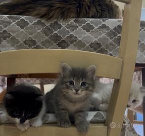 Cuccioli di gatti siberiani