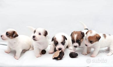 Cucciole di Jack Russell Terrier 