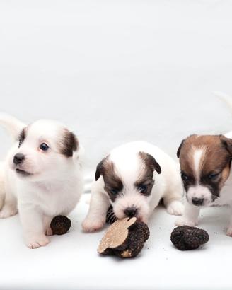 Cucciole di Jack Russell Terrier 