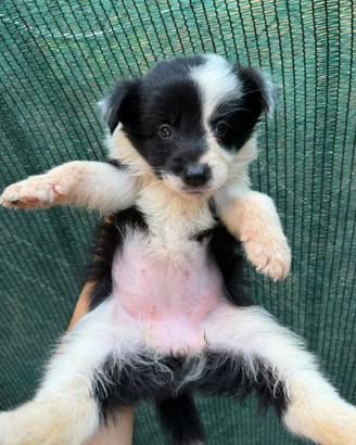 Cuccioli Border collie femmine