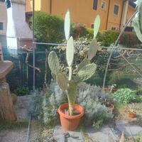 Fico d'India in vaso