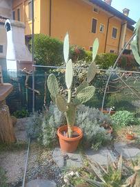 Fico d'India in vaso