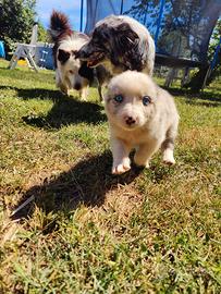 Border Collie cucciolo
