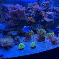 Acquario juwel 450 vision