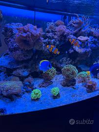 Acquario juwel 450 vision