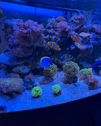 Acquario juwel 450 vision