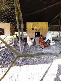 Galli padovani gran ciuffo