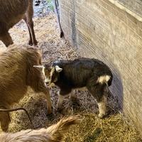 Capra bionda dell'adamello