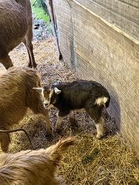 Capra bionda dell'adamello