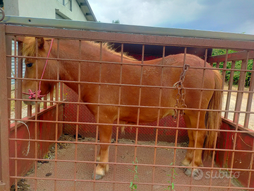 Cavallo poni