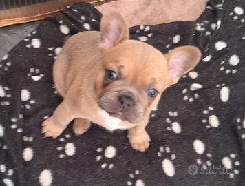 Cucciolo bulldog francese esotico