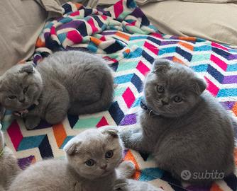 Scottish Fold Gatti
