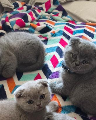 Scottish Fold Gatti