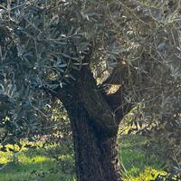 Piante ulivi