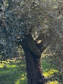 Piante ulivi