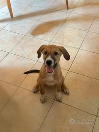 Adotta Peggy