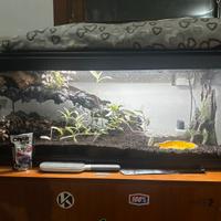 Terrario gia avviato