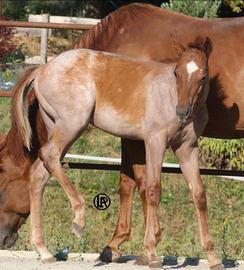 LA REMUDA H. Puledri Quarter Horses selezionati