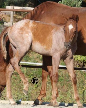 LA REMUDA H. Puledri Quarter Horses selezionati