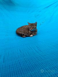 Gattini