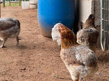 Araucana galline lecce