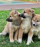 cuccioli-di-shiba-inu