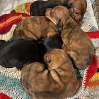 Cuccioli di bassotto