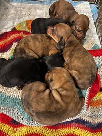 Cuccioli di bassotto