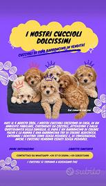 Cuccioli tipo Barboncino