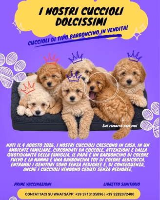Cuccioli tipo Barboncino