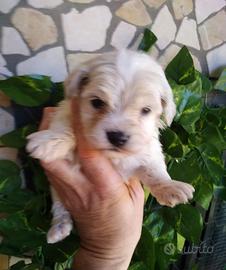 Maltipoo bianchi ed albicocca