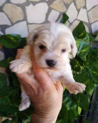Maltipoo bianchi ed albicocca