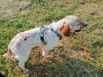 Setter Inglese maschio