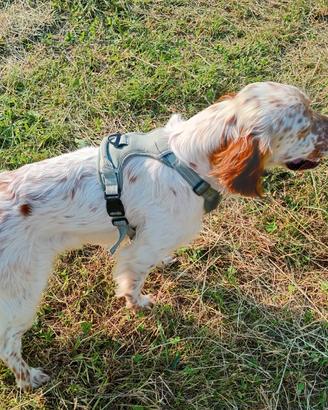 Setter Inglese maschio