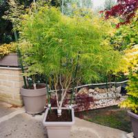  2 PIANTE DI ACERI PALMATUM
 ANGUILLARA SABAZIA 