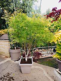  2 PIANTE DI ACERI PALMATUM
 ANGUILLARA SABAZIA 