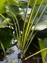 Acorus variegatus pianta da laghetto