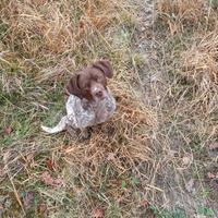 Regalasi cane incrocio Breton e meticcia