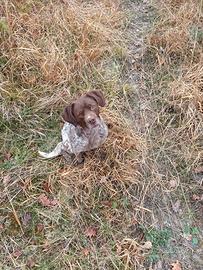 Regalasi cane incrocio Breton e meticcia