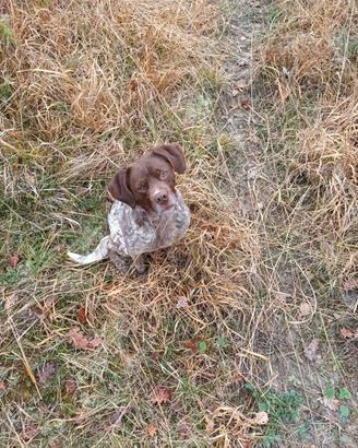 Regalasi cane incrocio Breton e meticcia