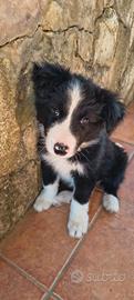Border collie